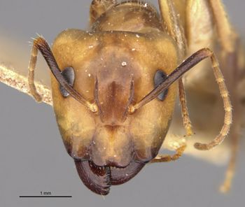 Media type: image;   Entomology 21484 Aspect: head frontal view